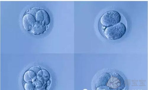 防止多个精子穿透卵子的关键是多维阻断机制