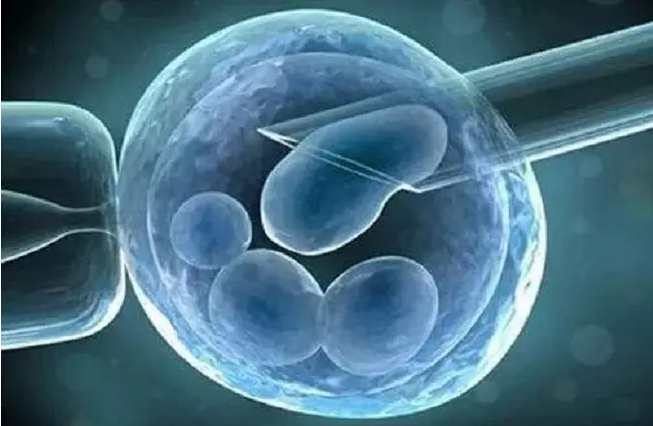 南通供卵中介全部费用流程：复活移植的胚胎，然后饲养囊胚的费用，这些金额是大大的