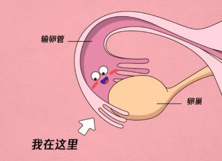 绍兴供卵试管靠谱吗-除了在生孩子前治疗输卵管结核，试管婴儿也能使生育成为可能