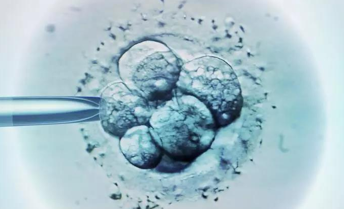 廊坊助孕生子40万起：囊胚饲养的成功率高的原因是由于以下因素。